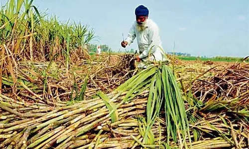 Amritsar किसानों की मांग, गन्ने का समर्थन मूल्य 450 रुपये प्रति क्विंटल किया जाए