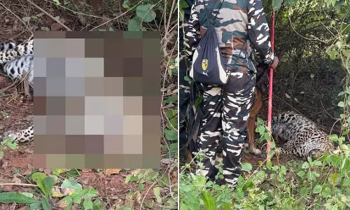 MP : जबलपुर में बिना दांत और पंजों के तेंदुए का शव मिला