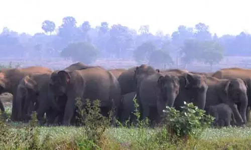 Bhanjanagar हाथियों के झुंड ने किसान को कुचला
