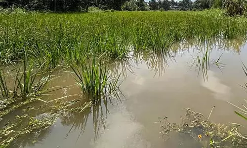 बारिश से धान किसानों को नुकसान: कटाई का काम रुका किसान परेशान