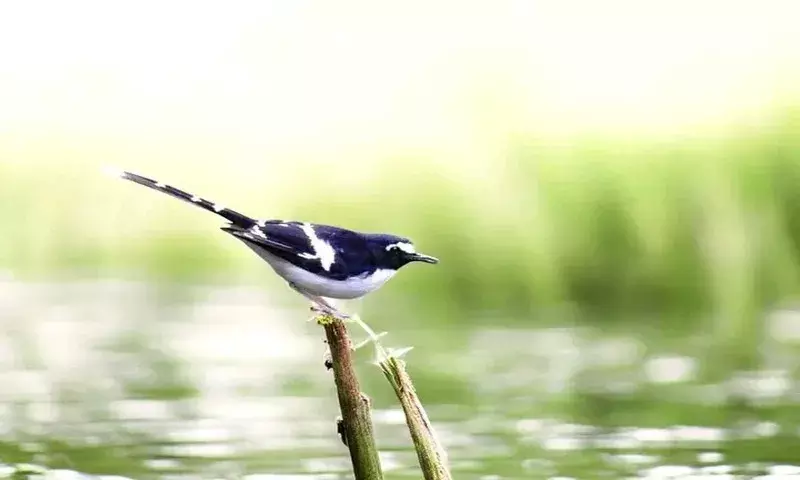 Assam: चराइदेव का चलापत्थर जमीनी स्तर पर संरक्षण के मॉडल के रूप में उभरा Assam: चराइदेव का चलापत्थर जमीनी स्तर पर संरक्षण के मॉडल के रूप में उभरा