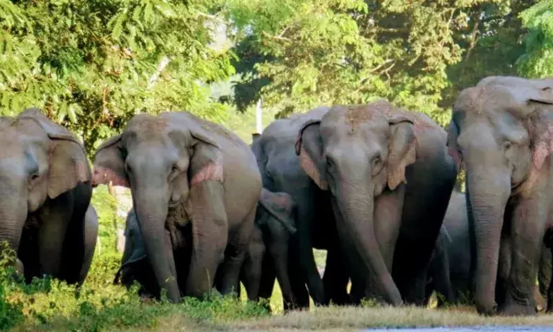 Assam: मानस राष्ट्रीय उद्यान में पर्यटकों की संख्या में वृद्धि, वन्यजीवों के दर्शन में वृद्धि Assam: मानस राष्ट्रीय उद्यान में पर्यटकों की संख्या में वृद्धि, वन्यजीवों के दर्शन में वृद्धि