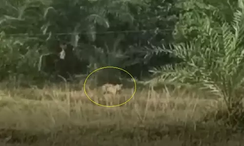 बोरापदर गांव के पास देखा गया बाघ