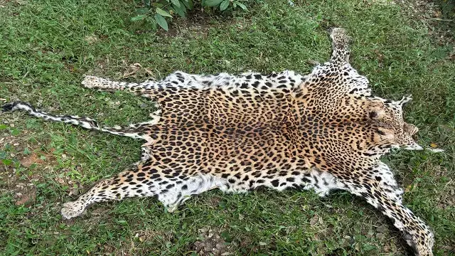 Sonepur जिले में तेंदुए की खाल के साथ दो गिरफ्तार