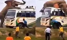 Odisha: जंगली हाथी ने बस पर हमला किया, बाल-बाल बची यात्रियों की जान Odisha: जंगली हाथी ने बस पर हमला किया, बाल-बाल बची यात्रियों की जान