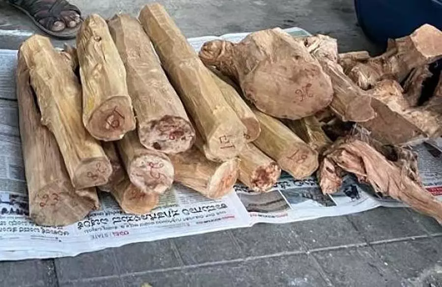 Bengaluru: प्याज की बोरियों में चंदन की लकड़ी ले जा रहे दो लोग गिरफ्तार Bengaluru: प्याज की बोरियों में चंदन की लकड़ी ले जा रहे दो लोग गिरफ्तार