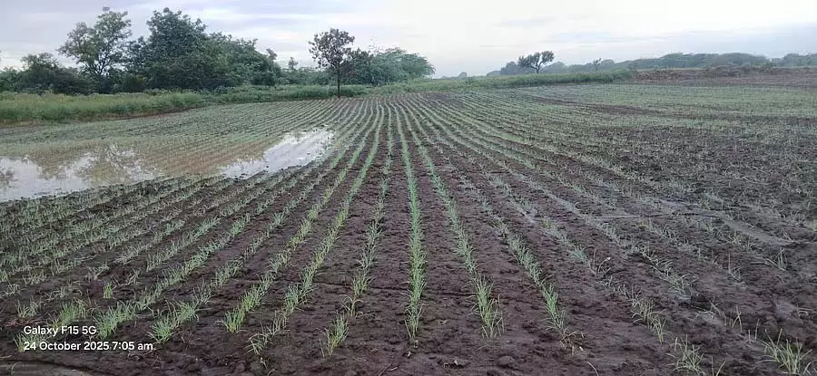 Bagalkot : जिले में 40 प्रतिशत रबी गेहूं की बुवाई Bagalkot : जिले में 40 प्रतिशत रबी गेहूं की बुवाई