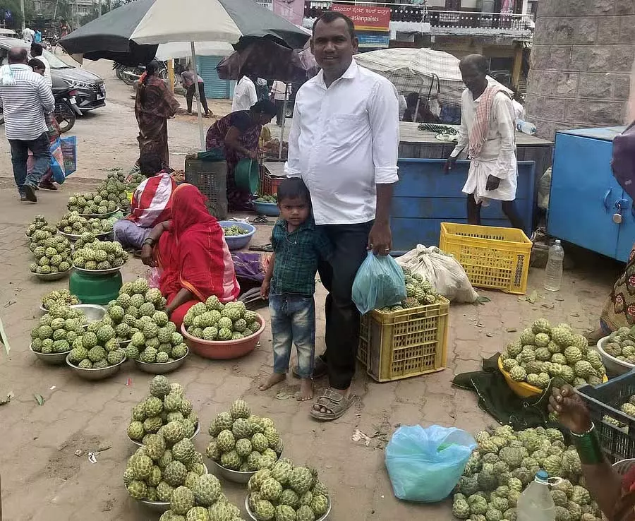 Surpura : सीताफल की भरपूर पैदावार Surpura : सीताफल की भरपूर पैदावार