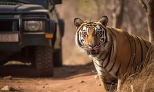 Jaipur: नाहरगढ़ में टाइगर सफारी का क्रेज बढ़ा, पर्यटकों की भीड़ उमड़ी Jaipur: नाहरगढ़ में टाइगर सफारी का क्रेज बढ़ा, पर्यटकों की भीड़ उमड़ी