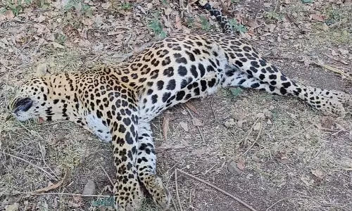 Nashik : तेज रफ्तार गाड़ी ने त्र्यंबकेश्वर रोड पर तेंदुए को मार डाला; ड्राइवर फरार