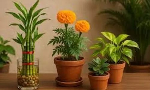 Vastu Tips: घर में लगे ये पौधे जीवन में नहीं होने देंगे पैसों की कमी Vastu Tips: घर में लगे ये पौधे जीवन में नहीं होने देंगे पैसों की कमी