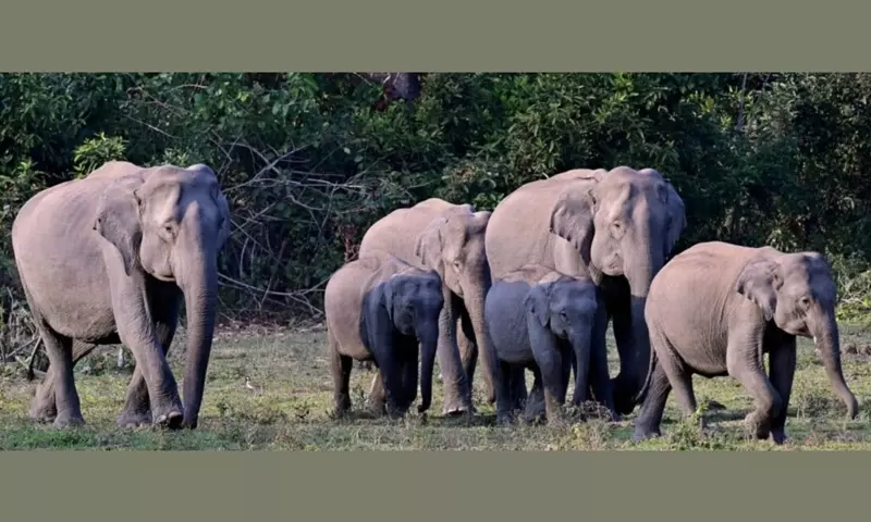 डीएनए अध्ययन में खुलासा: भारत में हाथियों की संख्या 22,446
