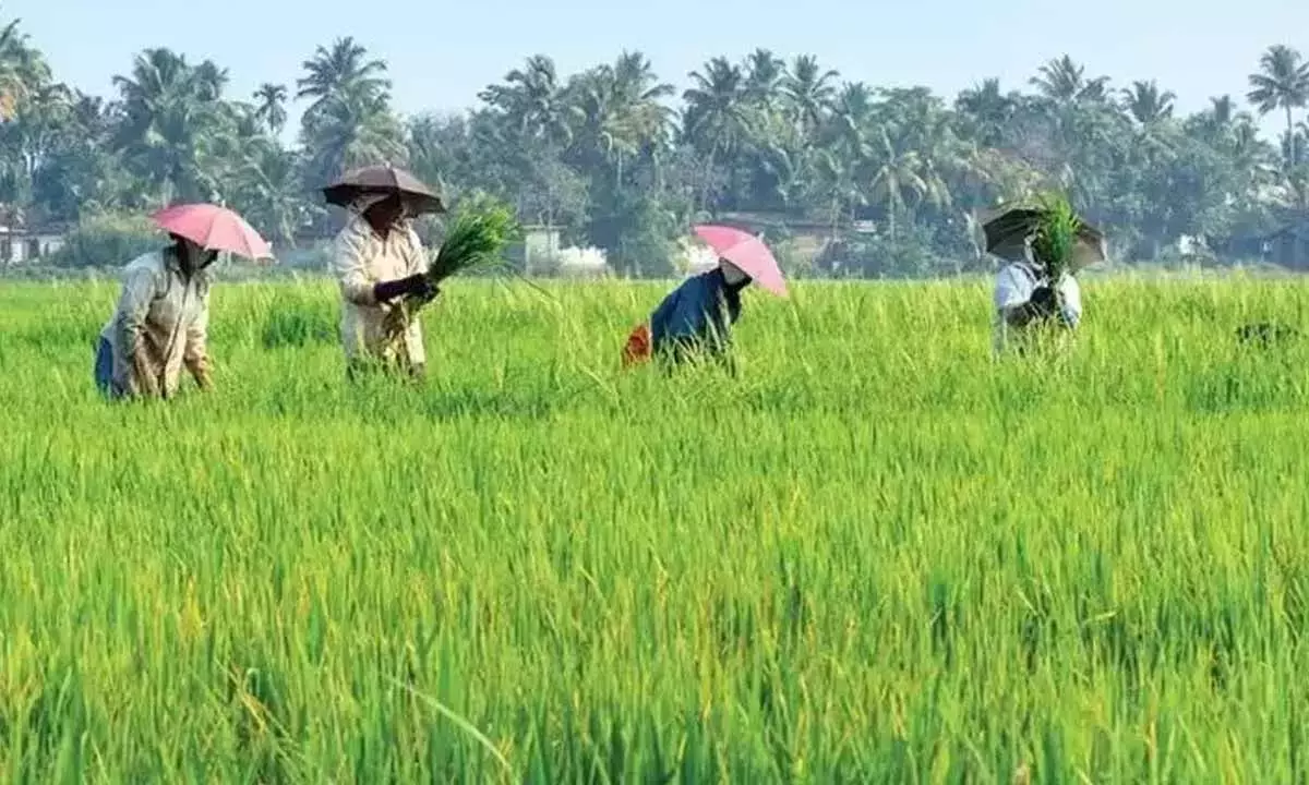 जीआईएसटी टीम ने प्राकृतिक खेती के खेतों का दौरा किया