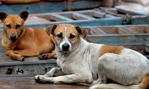 सुप्रीम कोर्ट ने आवारा कुत्तों के मामले को लेकर अहम आदेश जारी किया