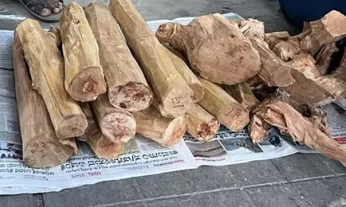 Bengaluru: प्याज की बोरियों में चंदन की लकड़ी ले जा रहे दो लोग गिरफ्तार