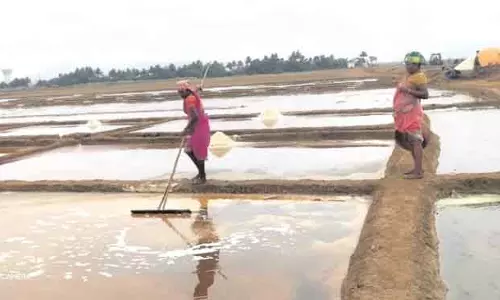 गंजम के परित्यक्त नमक तालाबों के पुनरुद्धार के लिए आवाज बुलंद गंजम के परित्यक्त नमक तालाबों के पुनरुद्धार के लिए आवाज बुलंद