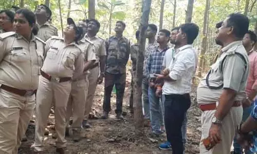 अंगुल के जंगलों में बाघों की गणना 1 नवंबर को अंगुल के जंगलों में बाघों की गणना 1 नवंबर को