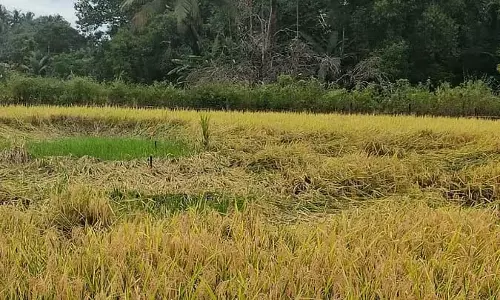 Gokarna : बेमौसम बारिश के कारण धान के पौधे मुरझा गए