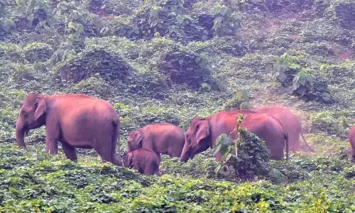 जंगली जानवरों का झुंड ; फसलों को बहुत नुकसान हुआ जंगली जानवरों का झुंड ; फसलों को बहुत नुकसान हुआ