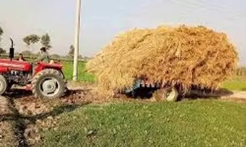 Karnal: ट्रॉलियों में सड़ रही धान फसल, उठान बंद होने से हाहाकार Karnal: ट्रॉलियों में सड़ रही धान फसल, उठान बंद होने से हाहाकार