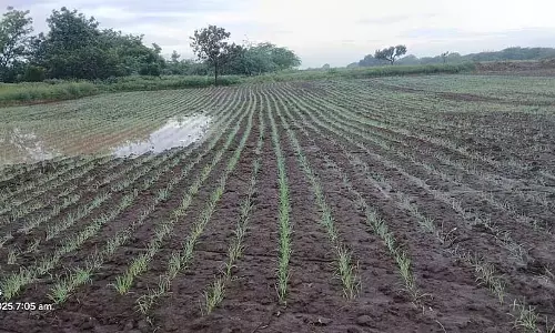 Bagalkot : जिले में 40 प्रतिशत रबी गेहूं की बुवाई Bagalkot : जिले में 40 प्रतिशत रबी गेहूं की बुवाई
