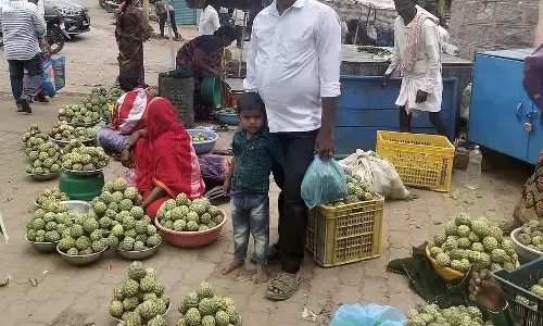 Surpura : सीताफल की भरपूर पैदावार Surpura : सीताफल की भरपूर पैदावार