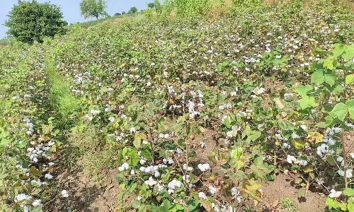 Shahpur : कपास की बिक्री के लिए प्रचार की कमी एक समस्या है