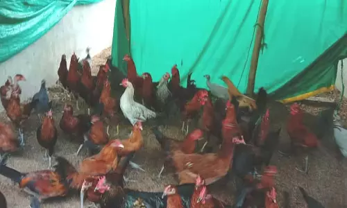 Narasimharajapura : पोल्ट्री फार्मिंग ने जीवन को आकार दिया है