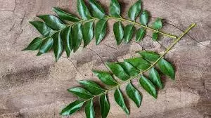 Raw Curry Leaves Health : खाली पेट करी पत्ता चबाने से मिलते हैं ये 7 फायदे Raw Curry Leaves Health : खाली पेट करी पत्ता चबाने से मिलते हैं ये 7 फायदे
