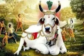Gopashtami 2025: मनोकामनाओं की पूर्ति दिन है गोपाष्टमी पर्व, करलें ये 5 उपाय Gopashtami 2025: मनोकामनाओं की पूर्ति दिन है गोपाष्टमी पर्व, करलें ये 5 उपाय