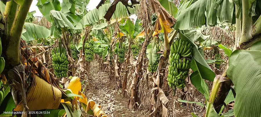 ईरान के लिए केले जो बर्बाद नहीं हुए: एक किसान जिसने भारी बारिश के दौरान भी मुनाफा कमाया ईरान के लिए केले जो बर्बाद नहीं हुए: एक किसान जिसने भारी बारिश के दौरान भी मुनाफा कमाया