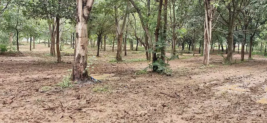 पर्यावरणविदों ने जीवन देने वाली खरपतवार के लिए जीवेश्वर वन की सराहना की: जनता ने तारीफ़ की पर्यावरणविदों ने जीवन देने वाली खरपतवार के लिए जीवेश्वर वन की सराहना की: जनता ने तारीफ़ की