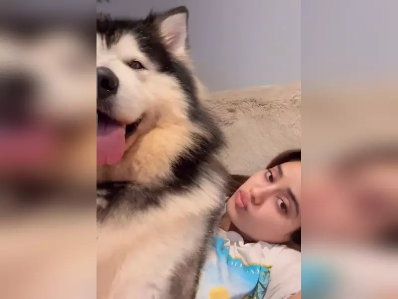 Janhvi Kapoor अपने पालतू हस्की के साथ खेलती दिखीं Janhvi Kapoor अपने पालतू हस्की के साथ खेलती दिखीं