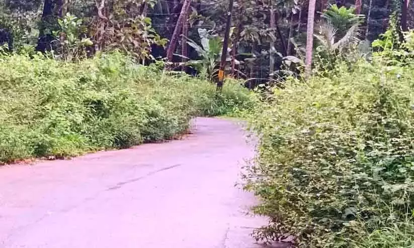 सड़कों पर पेड़ों की घनी झाड़ियाँ फैल रही हैं; गाड़ी चलाने वालों को परेशानी सड़कों पर पेड़ों की घनी झाड़ियाँ फैल रही हैं; गाड़ी चलाने वालों को परेशानी