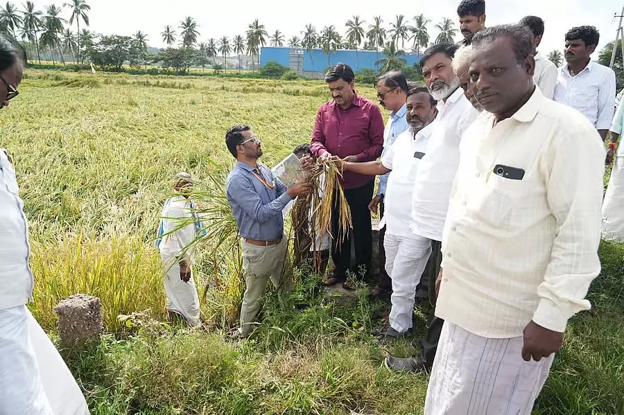 धान की फसल को नुकसान: विधायक जनार्दन रेड्डी ने निरीक्षण किया धान की फसल को नुकसान: विधायक जनार्दन रेड्डी ने निरीक्षण किया