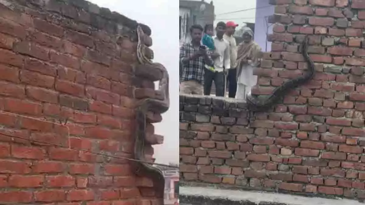 Bijnor में घर की छत पर विशालकाय अजगर दिखने से गांव में दहशत Bijnor में घर की छत पर विशालकाय अजगर दिखने से गांव में दहशत
