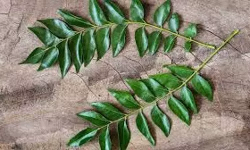 Raw Curry Leaves Health : खाली पेट करी पत्ता चबाने से मिलते हैं ये 7 फायदे Raw Curry Leaves Health : खाली पेट करी पत्ता चबाने से मिलते हैं ये 7 फायदे