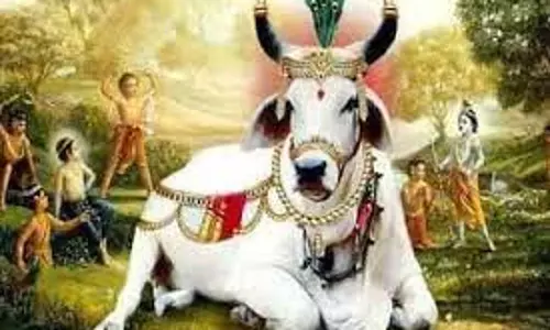 Gopashtami 2025: मनोकामनाओं की पूर्ति दिन है गोपाष्टमी पर्व, करलें ये 5 उपाय Gopashtami 2025: मनोकामनाओं की पूर्ति दिन है गोपाष्टमी पर्व, करलें ये 5 उपाय