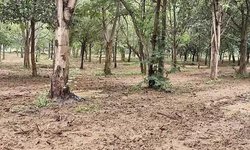 पर्यावरणविदों ने जीवन देने वाली खरपतवार के लिए जीवेश्वर वन की सराहना की: जनता ने तारीफ़ की