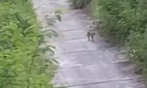 तेंदुए दिखने के बाद पॉवर प्लांट परिसर में हड़कंप, अलर्ट किया गया तेंदुए दिखने के बाद पॉवर प्लांट परिसर में हड़कंप, अलर्ट किया गया