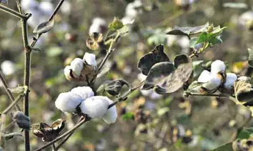 Nalgonda: किसानों ने कपास की गांठों से राष्ट्रीय राजमार्ग अवरुद्ध किया