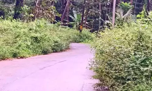 सड़कों पर पेड़ों की घनी झाड़ियाँ फैल रही हैं; गाड़ी चलाने वालों को परेशानी सड़कों पर पेड़ों की घनी झाड़ियाँ फैल रही हैं; गाड़ी चलाने वालों को परेशानी