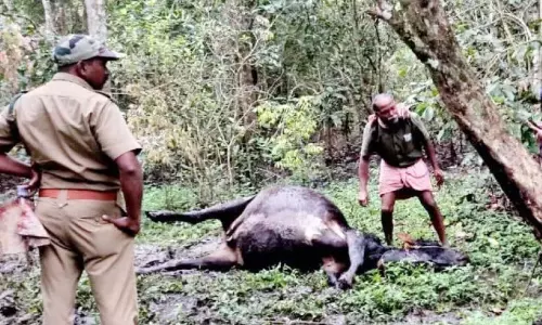 Kerala : नूलपुझा में बाघ ने फिर गाय और बछड़े को मार डाला Kerala : नूलपुझा में बाघ ने फिर गाय और बछड़े को मार डाला