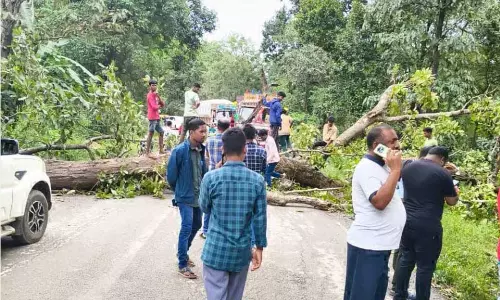 जगदलपुर-सुकमा रोड में गिरा विशालकाय पेड़