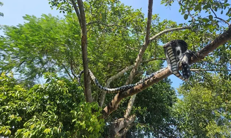 बारिश के बीच भी टिटका का ‘स्ट्रॉ स्नेक’ खड़ा, लोगों की आस्था ने किया जीवित