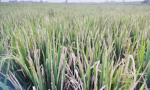 चक्रवात वरुण के आने से धान के खेत खराब हो गए: हवा के दबाव में कमी के कारण किसान घबराए हुए चक्रवात वरुण के आने से धान के खेत खराब हो गए: हवा के दबाव में कमी के कारण किसान घबराए हुए
