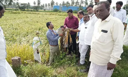 धान की फसल को नुकसान: विधायक जनार्दन रेड्डी ने निरीक्षण किया