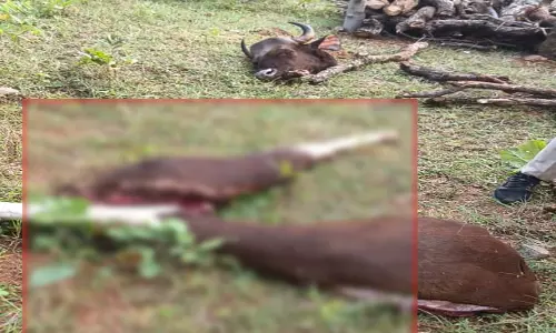 गर्भवती बायसन का सिर-पैर काटकर मार डाला, चेतावनी के बावजूद नहीं जागा वन विभाग गर्भवती बायसन का सिर-पैर काटकर मार डाला, चेतावनी के बावजूद नहीं जागा वन विभाग
