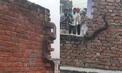 Bijnor में घर की छत पर विशालकाय अजगर दिखने से गांव में दहशत