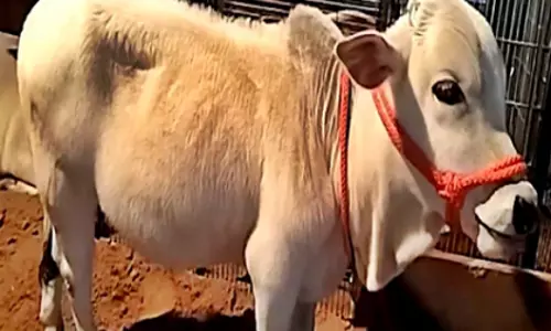 पुष्कर मेले में पुंगनूर गाय ने बटोरी सुर्खियां